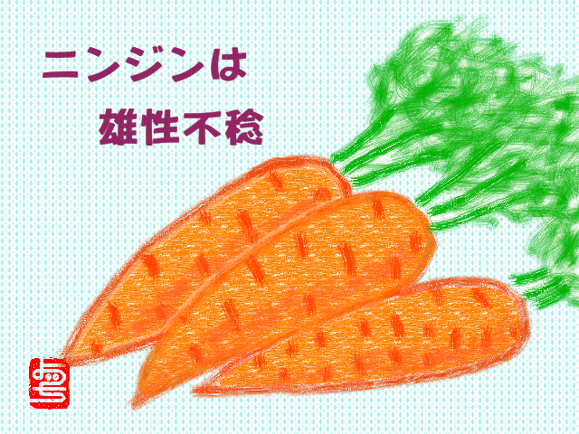 ニンジンは雄性不稔